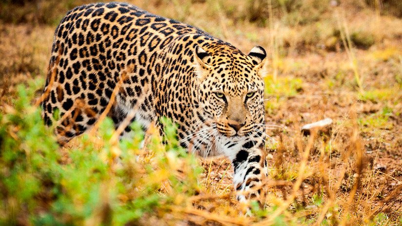 VIDEO: Enfrentamiento entre un jaguar y un oso hormiguero termina con un giro inesperado