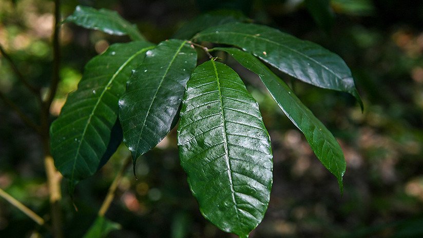 Este árbol "mágico" de Colombia es un titán contra la polución mediambiental