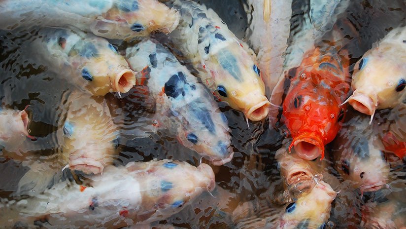 FOTO: La 'burocracia' mata dos peces dorados en China