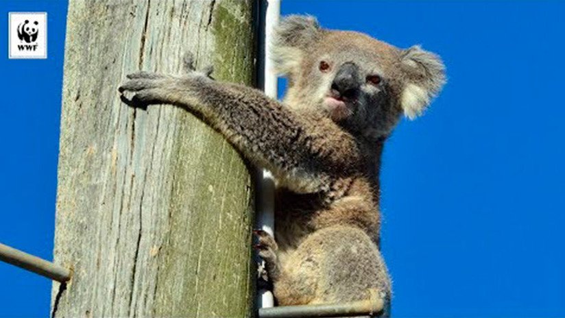 VIDEO: Rescatan a un koala que pasó dos días sin poder bajar de un poste bajo un sol abrasador