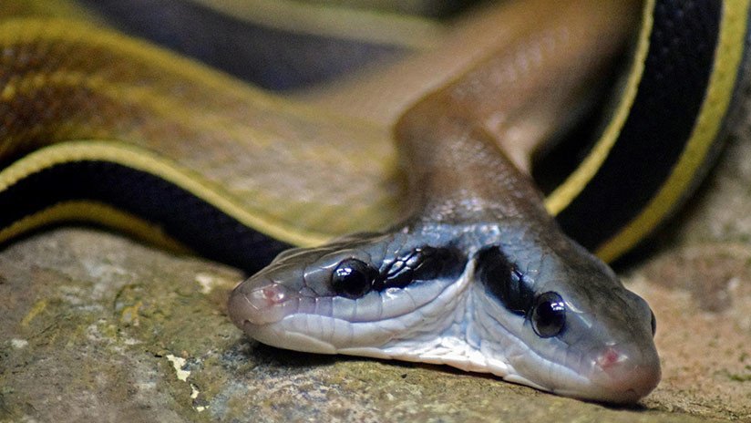 Dos cabezas, dos corazones, un cuerpo: una serpiente maravilla a los veterinarios (VIDEO)