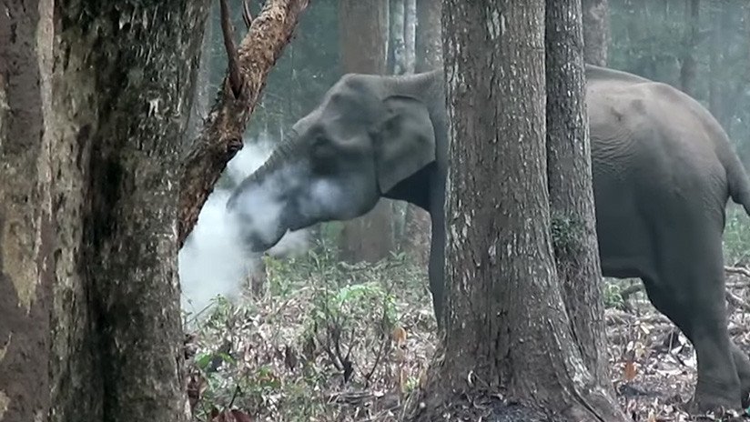 VIDEO: Filman  a un elefante 'fumando' en un bosque