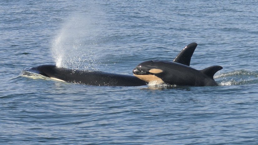 "Estábamos horrorizados": Una orca mata a una cría para aparearse con su madre (VIDEO)