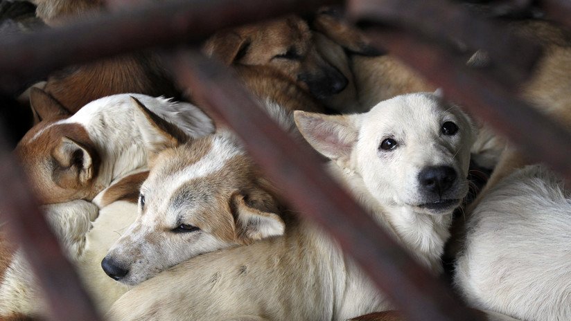 FUERTE VIDEO: Un camión repleto de perros enjaulados se dirige a un matadero de Vietnam