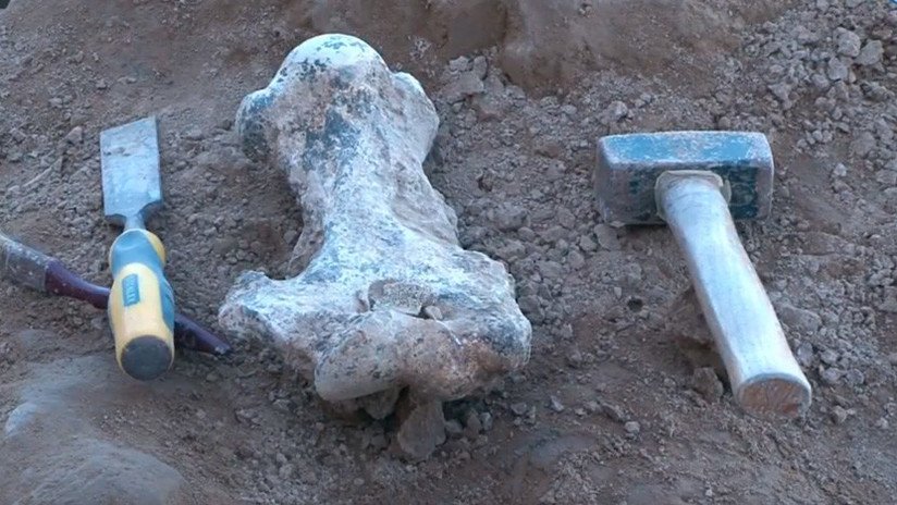 VIDEO: Pasean por una playa argentina y hallan el fósil de un animal antiguo 