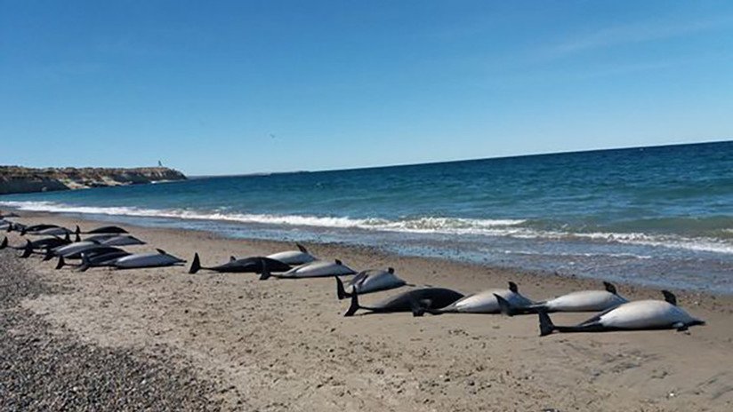 Mueren 49 delfines en las costas de Argentina (FOTOS)