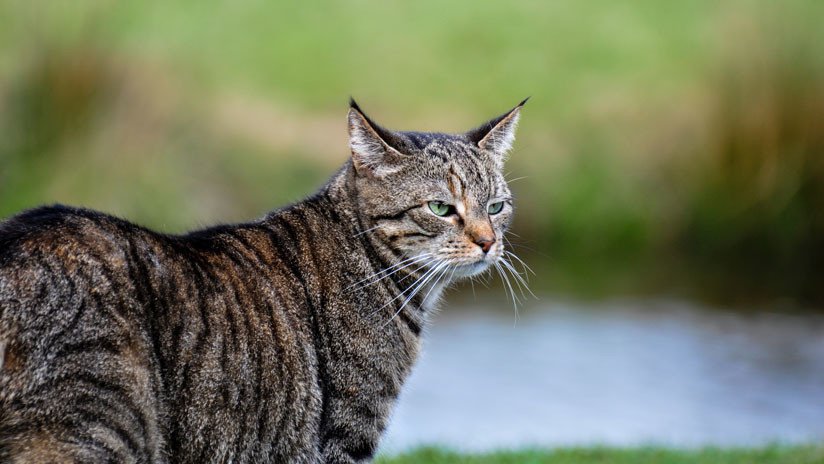 VIDEO: Enorme gato salvaje es grabado en un bosque de Escocia