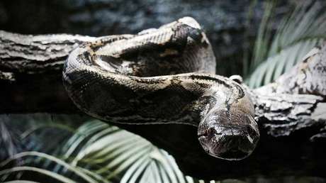 Una pitón gigante se traga un ciervo más pesado que ella (VIDEO, FOTO)