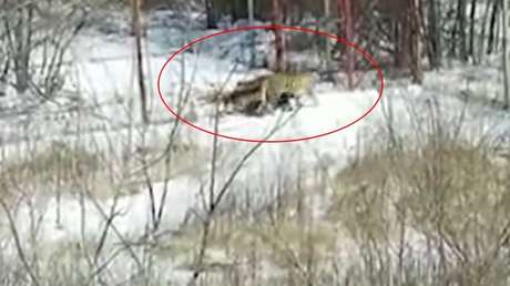 Una tigresa aterroriza una aldea rusa (VIDEO)