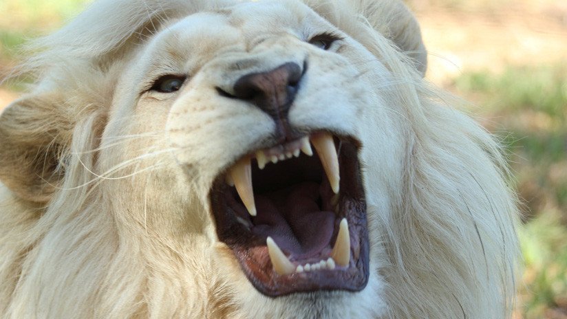 VIDEOS: Un curioso león blanco le provoca un tremendo susto a turistas en Sudáfrica