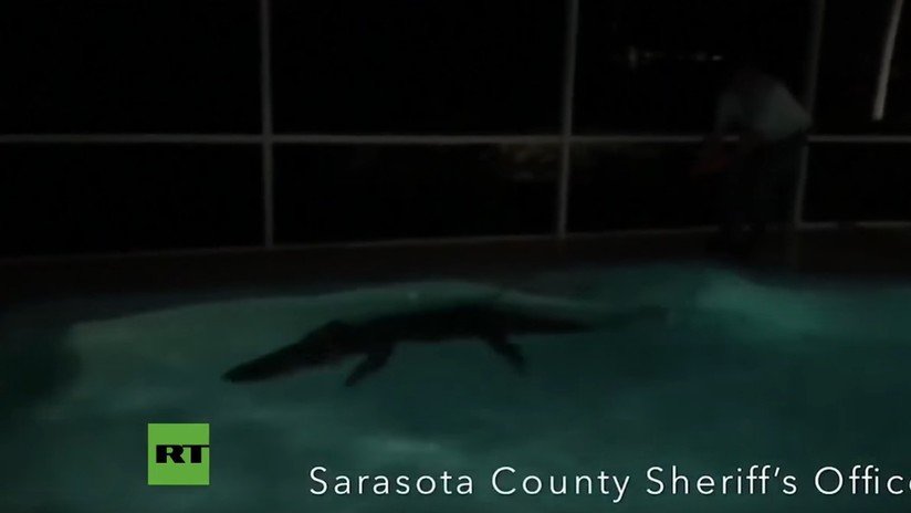 VIDEO Y FOTOS: Sacan un caimán de más de 3 metros de una piscina en Florida