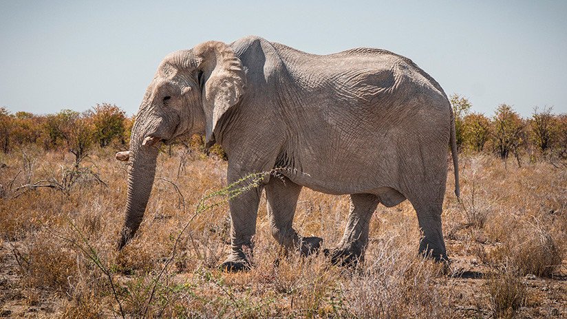 VIDEO: Las agónicas últimas horas de vida de una elefanta torturada hasta la muerte