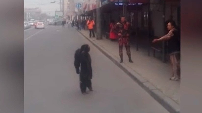 VIDEO: Un chimpancé prófugo se pasea por las calles de una ciudad rusa como un vecino más