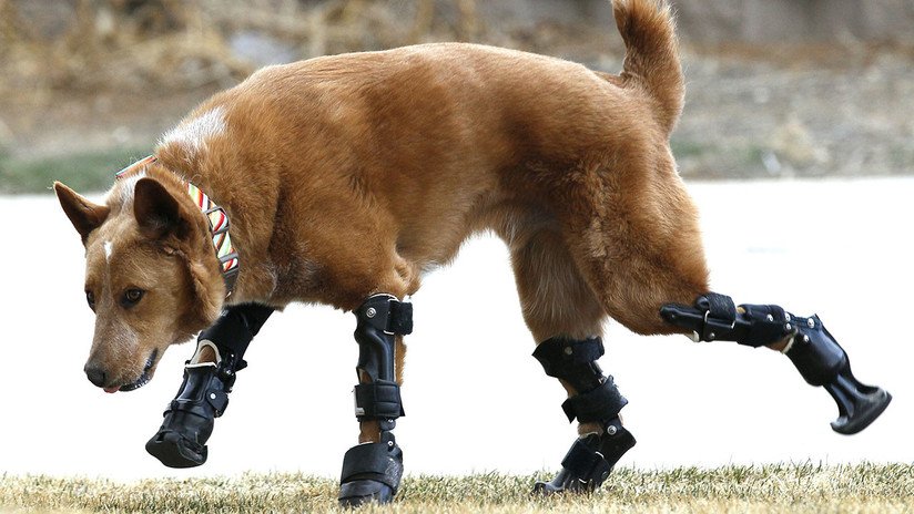 "Levántate y anda": La nueva vida gracias a la tecnología de estos animales con discapacidad