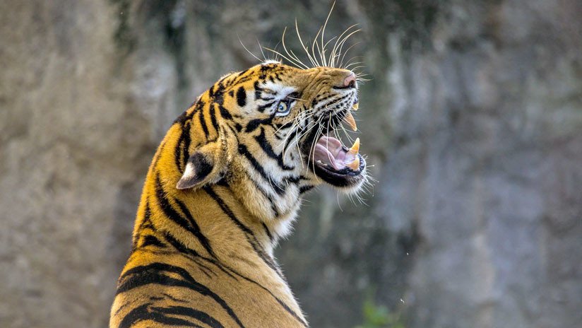 Una joven india ataca a un tigre y lo apalea