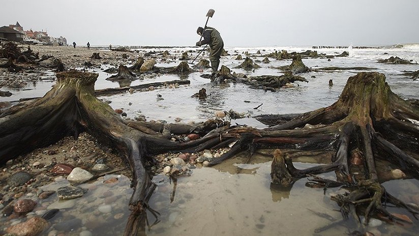 FOTOS: Emerge un bosque fantasma de las aguas del mar Báltico ruso