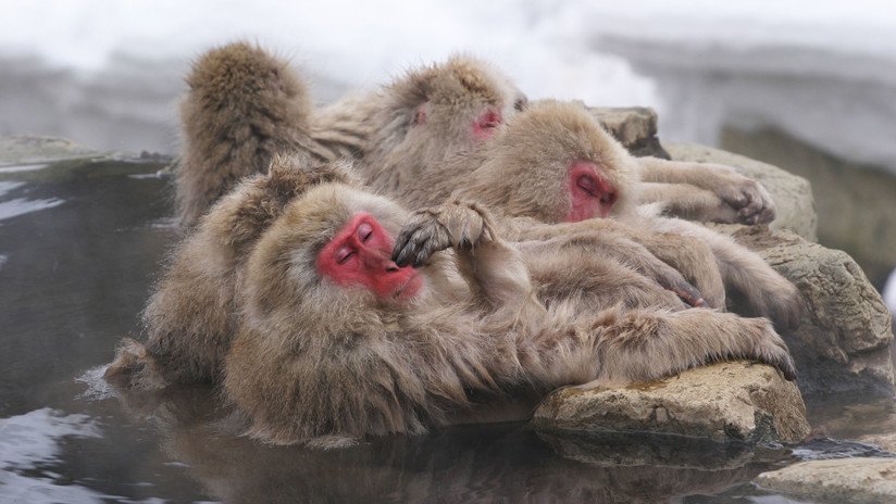 Los monos rebajan su estrés con baños en aguas termales
