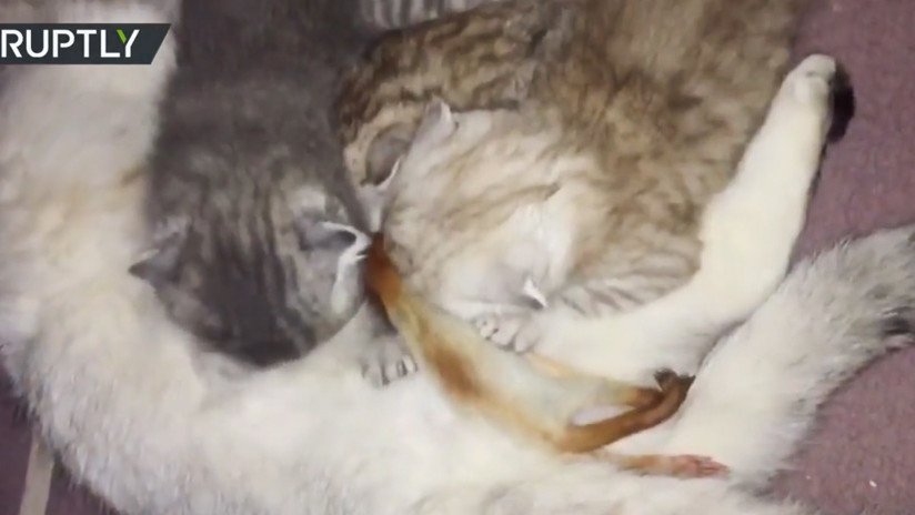 Ternura en estado puro: Una gata adopta una ardilla recién nacida