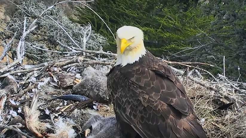 VIDEO: Un águila se asusta con un sismo y abandona a sus pichones en el nido  (pero todo sale bien) - RT