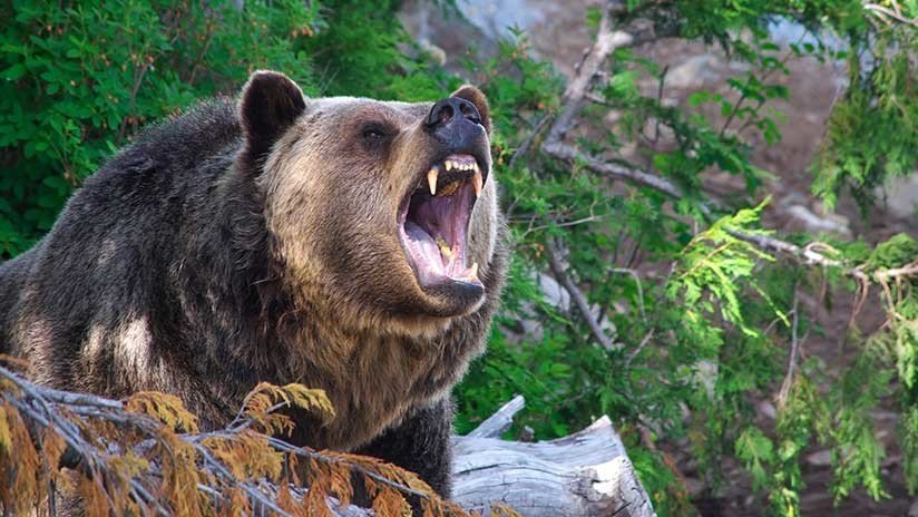 FOTO: Un oso 'rebelde' rompe una valla para huir de Letonia a Rusia