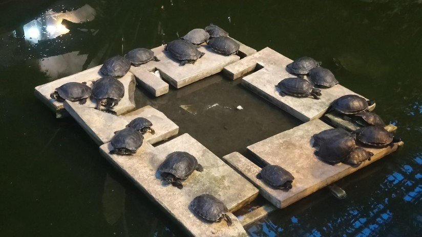El inminente 'viaje' de las tortugas abandonadas en la estación de Atocha