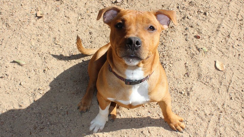 Cientos de miles de alemanes firman una petición y salvan al perro que mató a sus dueños