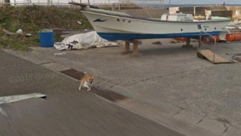 Google Street View 'inmortaliza' a un perro que protagonizó una persecución viral en Japón