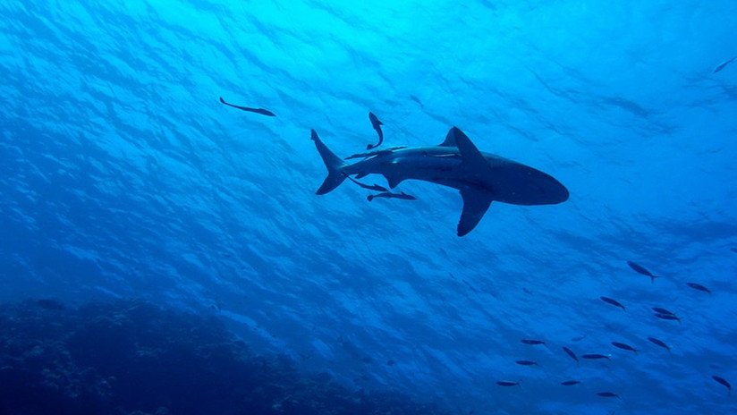 Las agrupaciones de tiburones peregrinos en el Atlántico desconciertan a los científicos