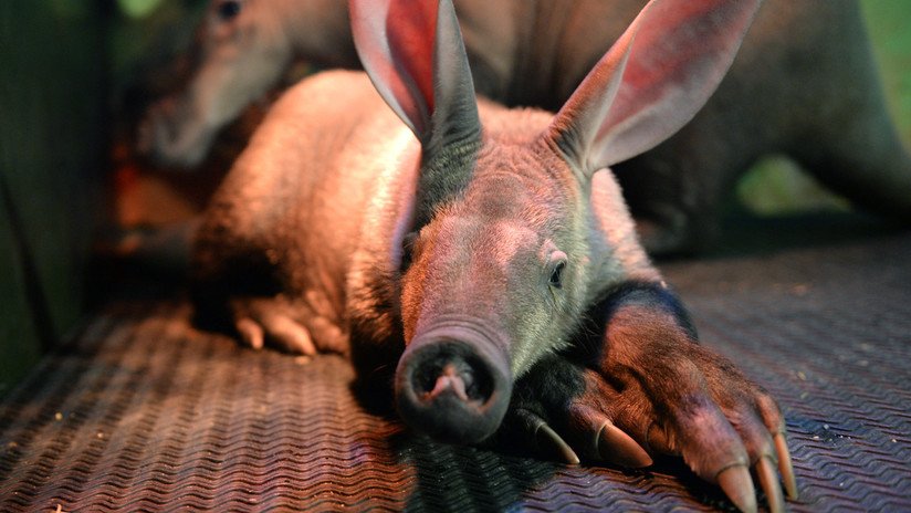 FOTOS: Exhiben por primera vez al cerdo hormiguero en Rusia
