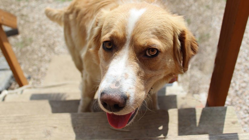 "Se busca un abogado": 'Arrestan' a un perro y su expresión se vuelve viral (FOTO)