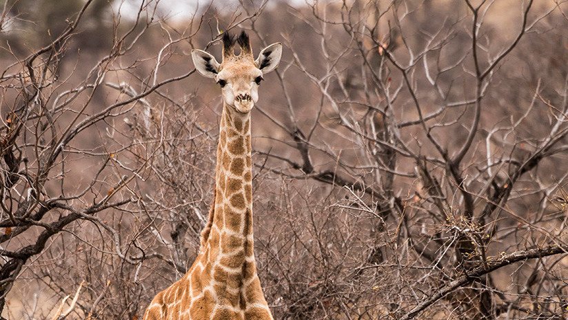 VIDEO: La trágica y absurda muerte de una jirafa tras quedar atrapada entre dos ramas de árbol 