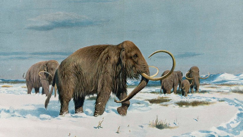 Un proyecto científico planea que los mamuts vuelvan a poblar la Tierra