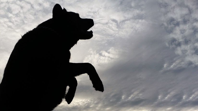 FOTO: Extraña criatura mata a dos perros y causa terror en Argentina