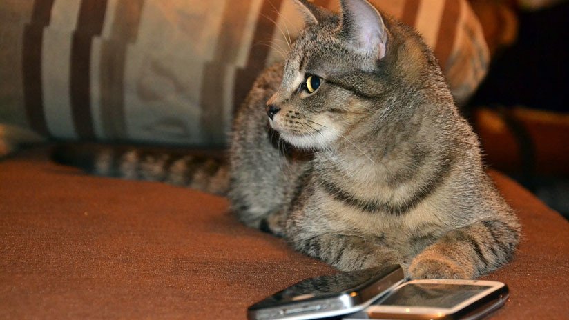 Costa Rica: Atrapan a un gato entrenado para llevar celulares dentro de la cárcel