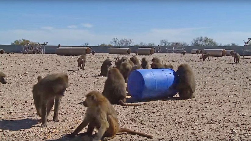 El increíble plan de tres monos para escapar de un laboratorio en Texas