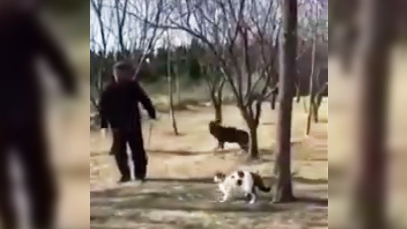 VIDEO: Banda de gatos callejeros ataca y vence a un jubilado y su perro en China