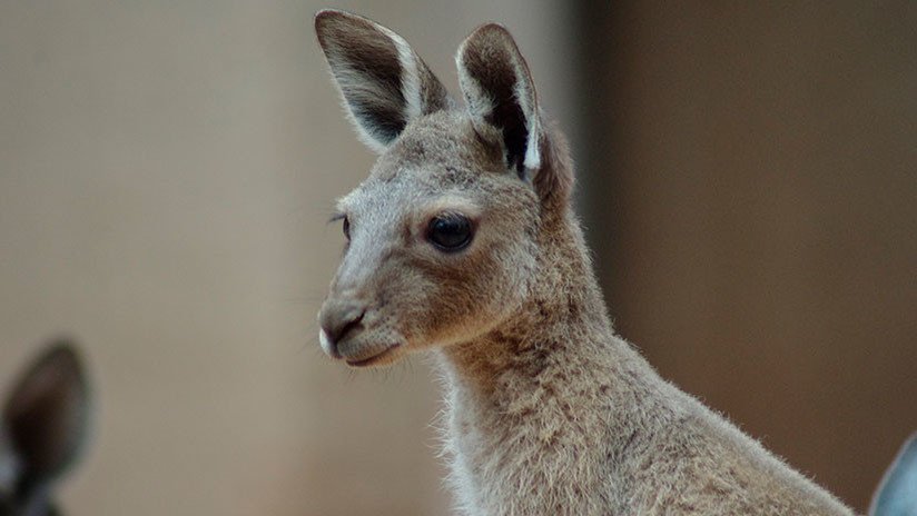 Para 'divertirse': Visitantes de un zoo chino matan a pedradas a un canguro