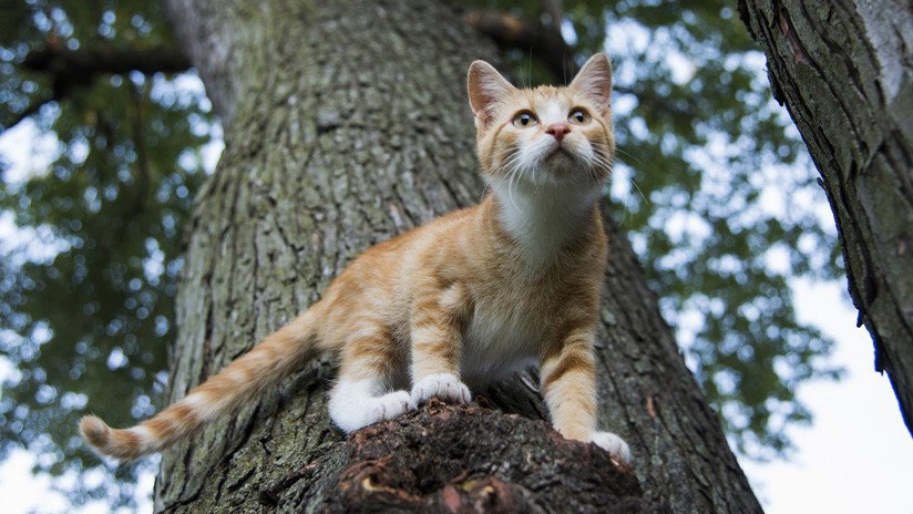 FOTOS: Los bomberos salvan a un 'héroe' atrapado en un árbol por rescatar un gato 