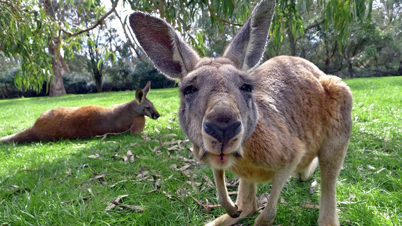 Solo en Australia: Prohíben a unos canguros visitar su bar favorito (VIDEO)