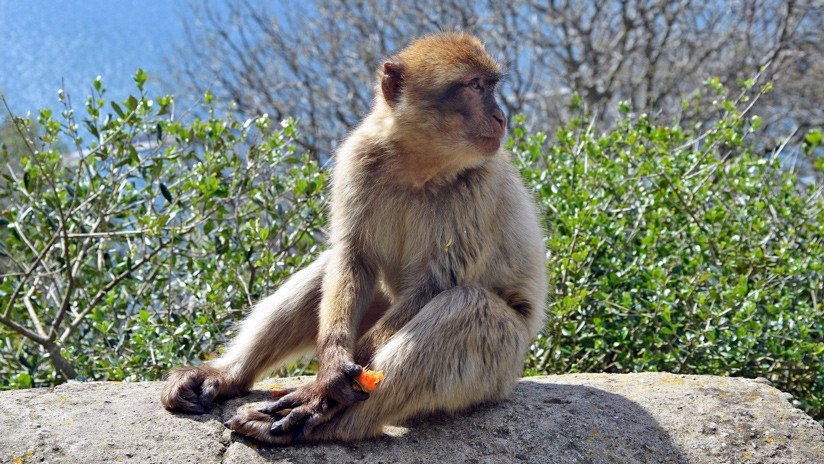 Karma instantáneo: Empuja a un macaco y sufre una cruel venganza animal (VIDEO, FOTO)