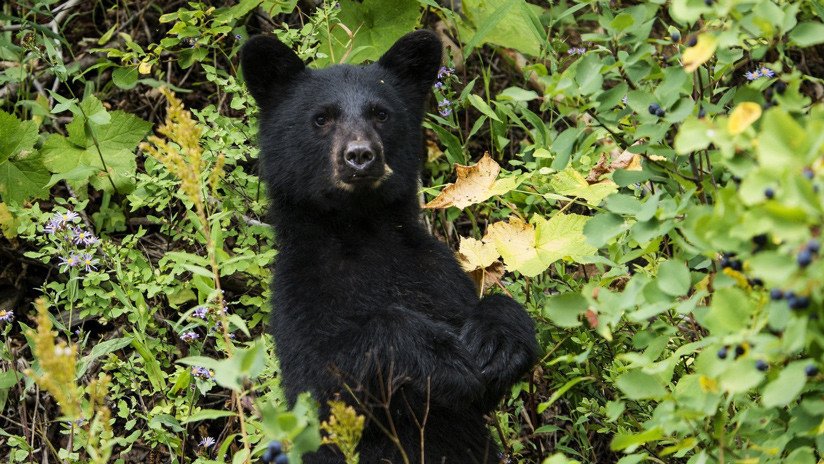 VIDEO: Un oso muestra sus dotes como director de cine y consigue una buena imagen