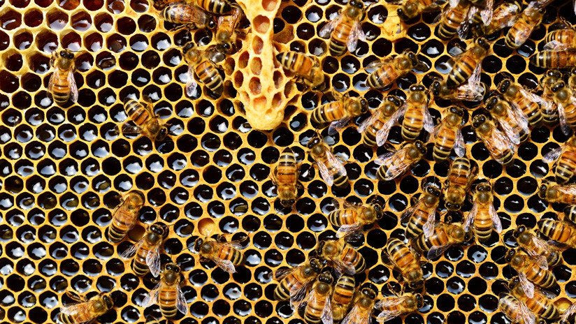 La Unión Europea prohíbe los pesticidas que dañan a las abejas
