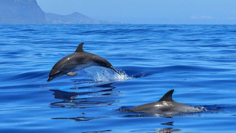 '¡Al ataque!': Delfines se colocan en fila y derriban a un surfista en Australia (VIDEO)
