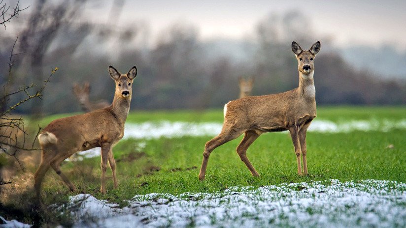 EE.UU.: Detectan a dos ciervos que sobreviven atravesados con flechas (FOTOS 18+)