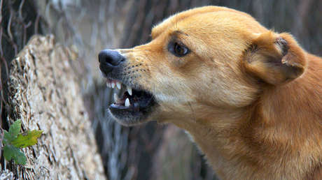 David contra Goliat: Un perro ahuyenta a un elefante que quiere robarle su cosecha (VIDEO)
