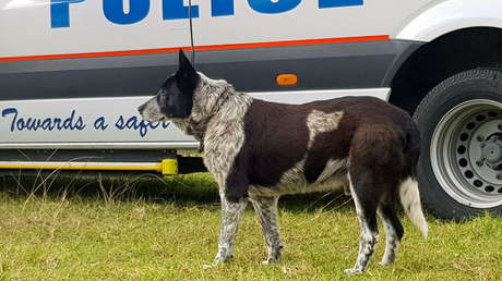 'Superhéroe' de cuatro patas: Un perro sordo y casi ciego salva a una niña perdida en las montañas