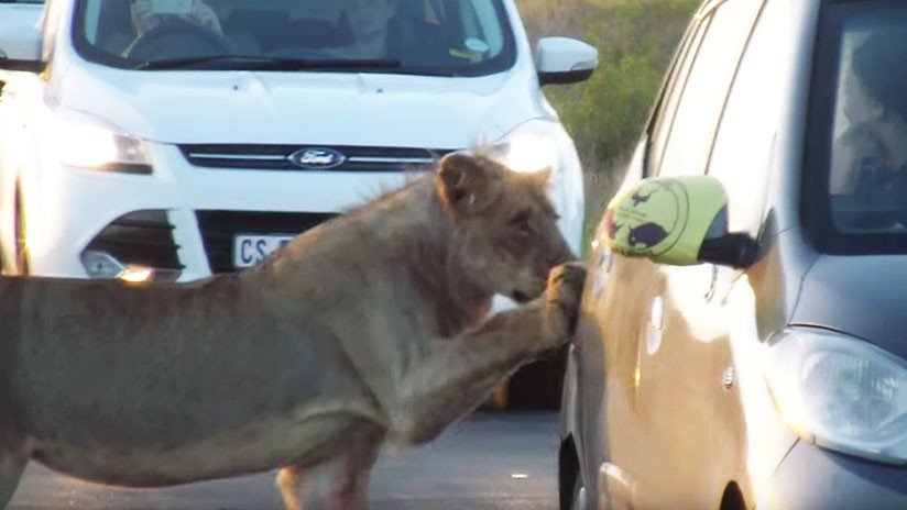 VIDEO: Una leona intenta abrir la puerta de un coche de turistas en Sudáfrica