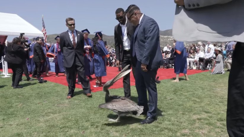VIDEO: Dos pelícanos 'atacan' una ceremonia de graduación universitaria en California