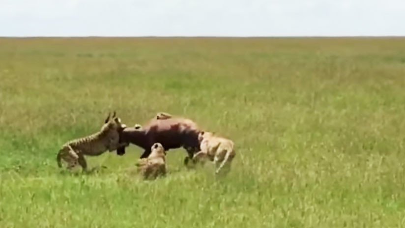 VIDEO: La épica resistencia de un antílope contra el 'abrazo' de cinco guepardos