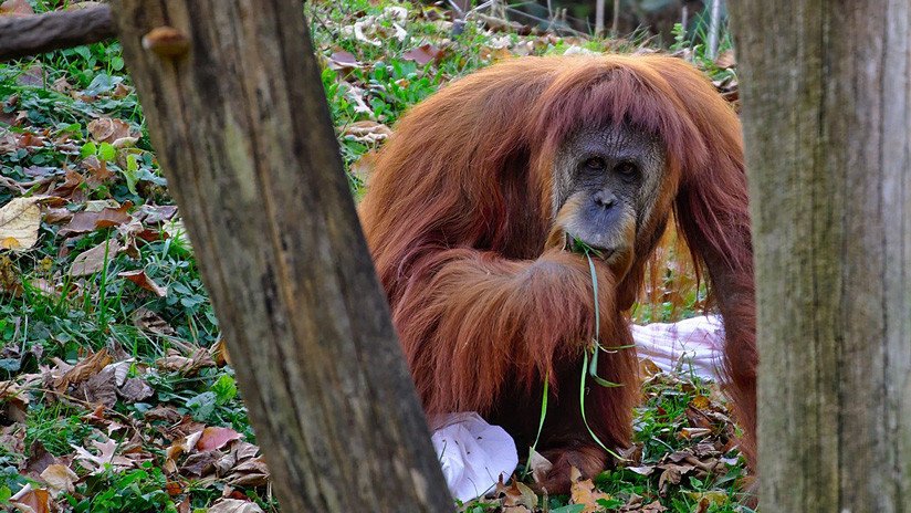 VIDEO: Visitante de un zoo se gana el beso más inesperado… de un orangután